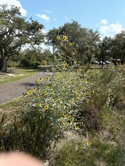 Helianthus argophyllus
