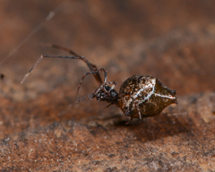 Faiditus cancellatus
