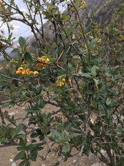 Berberis