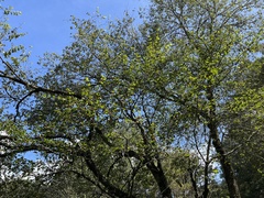 Acer morrisonense