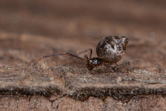 Faiditus cancellatus