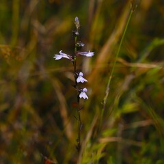 Lobelia brevifolia