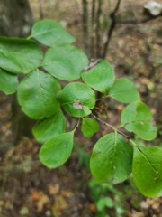 Viburnum prunifolium