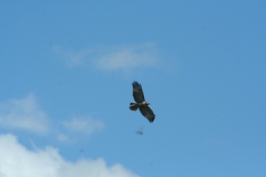 Buteo jamaicensis