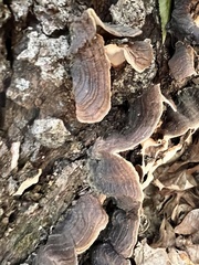 Hymenochaete rubiginosa