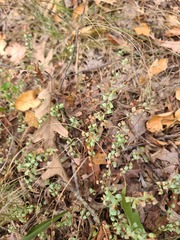 Hypericum hypericoides