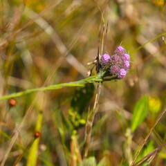 Carphephorus pseudoliatris