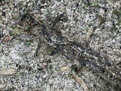 Pseudonaja textilis