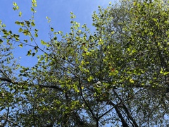 Acer morrisonense
