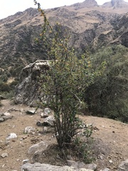 Berberis