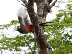 Trogon elegans