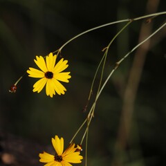 Coreopsis linifolia
