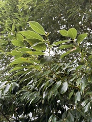 Cinnamomum insularimontanum