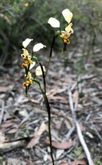Diuris pardina