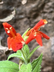 Erythranthe verbenacea