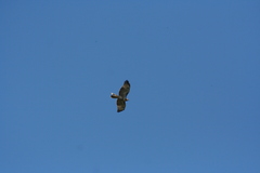 Buteo jamaicensis