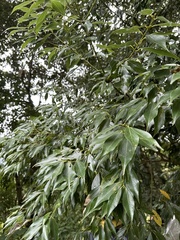 Cinnamomum insularimontanum