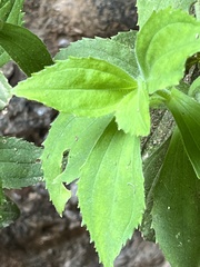 Erythranthe verbenacea