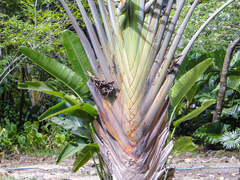 Ravenala madagascariensis