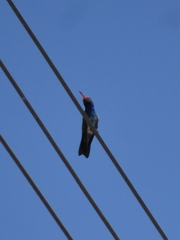Cynanthus latirostris