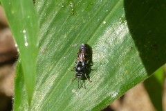 Bembecinus