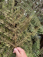 Cyathea cunninghamii