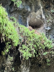 Erythranthe verbenacea