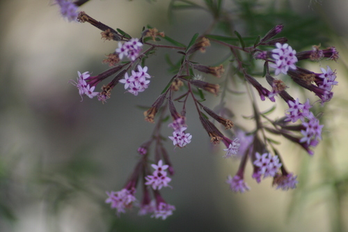 Image of Stevia viscida by (c) Luis F. Ramírez, some rights reserved (CC BY)