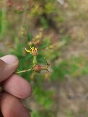 Rhexia virginica