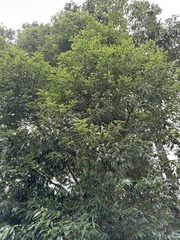 Cinnamomum insularimontanum