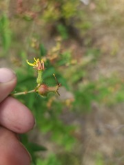 Rhexia virginica