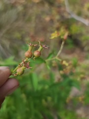 Rhexia virginica