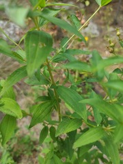 Rhexia virginica