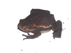 Pseudobufo subasper