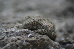 Hyla arenicolor