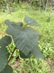 Actinidiaceae