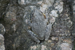 Hyla arenicolor