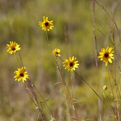 Helianthus heterophyllus