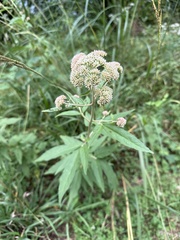 Eupatorium formosanum