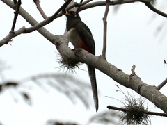 Trogon elegans