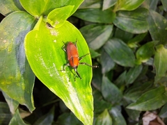 Rhodobaenus sanguineus