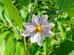 Solanum melongena
