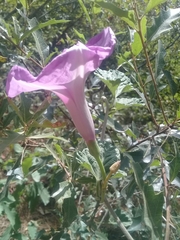 Ipomoea jalapa
