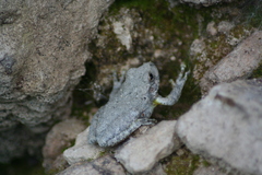 Hyla arenicolor