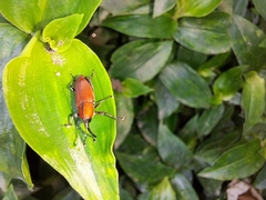 Rhodobaenus sanguineus