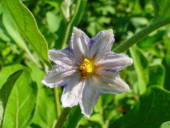 Solanum melongena
