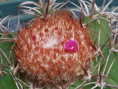 Melocactus matanzanus