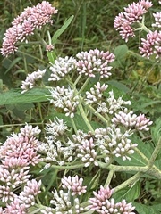 Eupatorium formosanum
