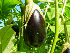 Solanum melongena
