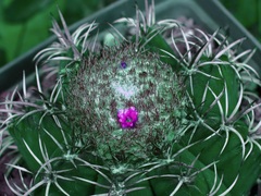 Melocactus matanzanus